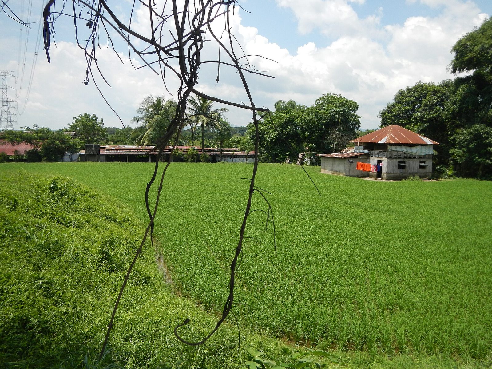 Cột điện cao thế đi qua vùng đất canh tác. Dải đất bên dưới tuyến vẫn thuộc quyền sử dụng của người dân, nhưng quyền xây dựng trên đó bị giới hạn. (Ảnh: Judgefloro, CC BY-SA 3.0)